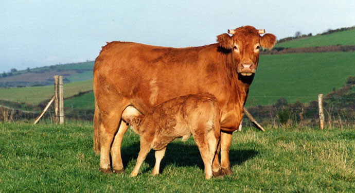 Une vache et son enfant